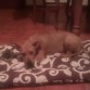 Su cama nueva , jaja